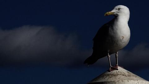 A herring gull standing on a concrete post with its head turned to the left, looking into the distance with a dark blue sky and a cloud behind it. 