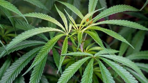 Generic cannabis plant
