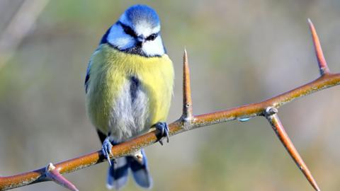 A blue tit sitting on a branch
