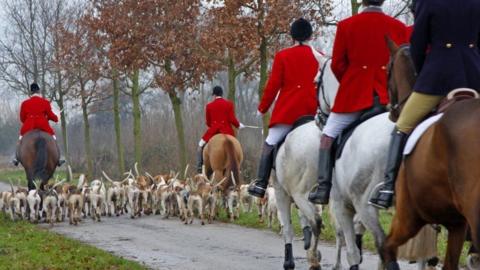 A stock image of a hunt showing dogs and people riding horses wearing red jackets