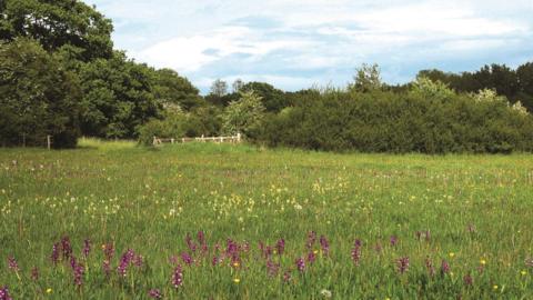 It's a sunny day in Bernwood Meadows, the sky is a pale blue with clouds, the green meadow is flecked with white and deep purple flowers and there are trees and bushes in the distance, surrounding a white wooden fence