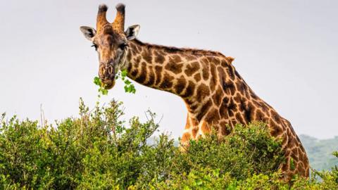 A giraffe eating a branch from a tree
