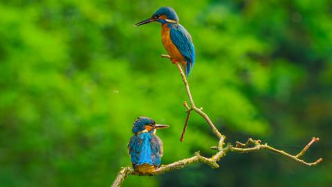 Two birds on a branch