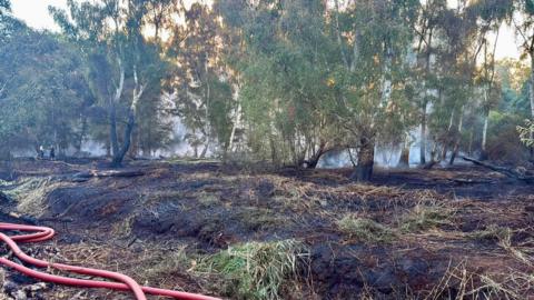 An image of burning peatland, with plumes of white smoke in the air between trees.