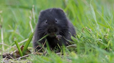 water vole