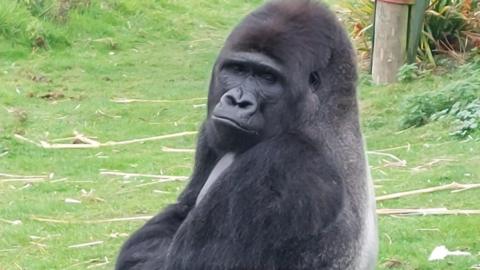  Silverback gorilla Nkoumou pictured at Port Lympne in Kent. The gorilla has grass behind him. 