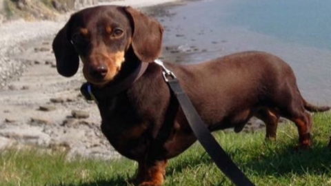 Brown sausage dog standing on a grassy verge. Behind and below him is a sandy beach and the sea.