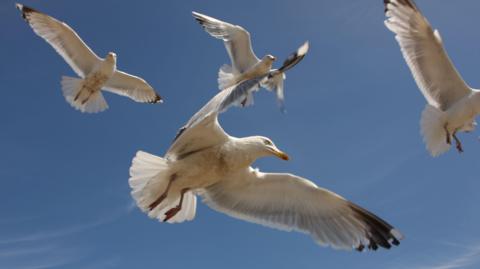 Flying seagulls