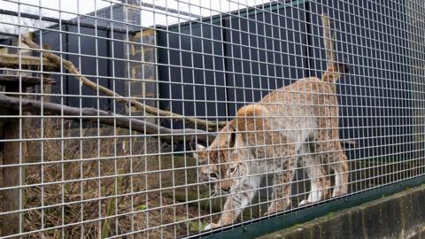 Freddie the lynx prowls along the side of his enclosure, which has a metal fence to separate him from the public. In his enclosure are branches and green plants. His coat is brown and white with dark brown spots and he is looking directly at the camera. 