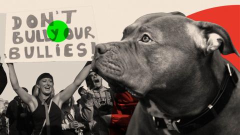 Montage image showing an XL bully dog and a demonstration by those opposing a ban on the breed
