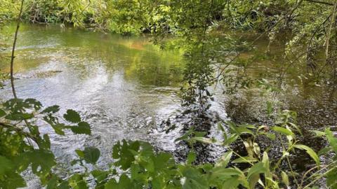 A body of water amidst green foliage spilling over from the riverbank