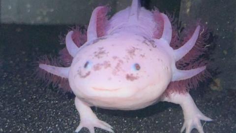Kev, a pink axolotl, underwater in his tank. There are small pebbles under his feet