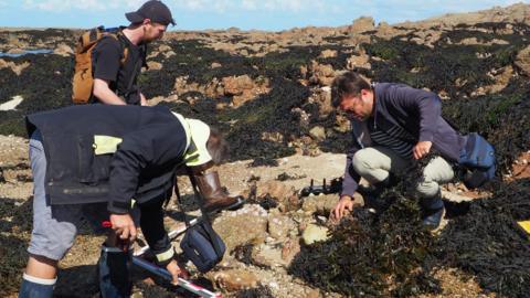 Three people are looking at stones along the Jersey coast to examine what they could have been used for. It is a sunny day. The stones are in an area with lots of seaweed covering the surroundings.