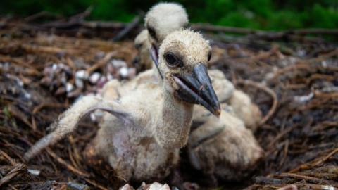 Three small white stalk chicks in a nest. They are grey with large black beaks and wings.