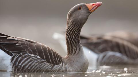 A greylag goose sitting in water. The bird has feathers of different shades of grey and an orange beak. It has its head slightly raised up and there is another goose just visible behind it.