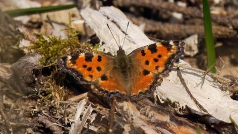 Large tortoisehell butterfly sitting on wood chippings