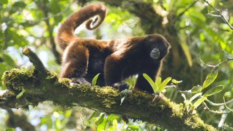 Peruvian yellow-tailed woolly monkey