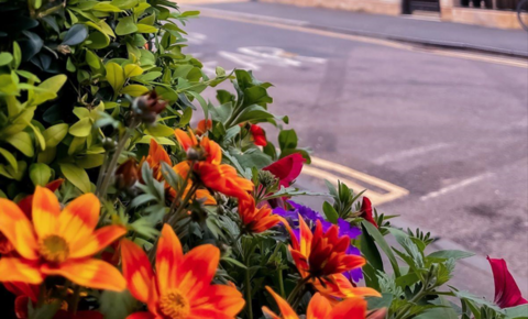 Vibrant blossoms in Oxford by ˿ Weather Watcher avdc__