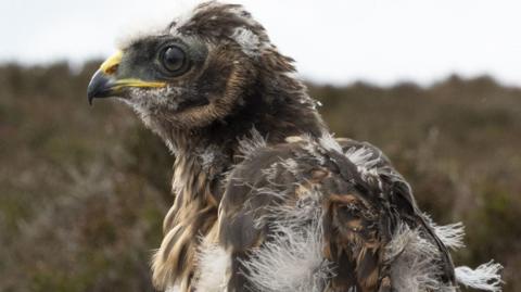 A close up image of a hen harrier with its distinctive grey, white and brown feathers and a sharp yellow beak 