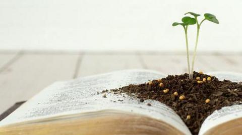 A seedling grows out of soil in the middle of an open book