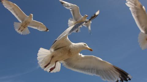 Four seagulls in flight with a blue sky in the background