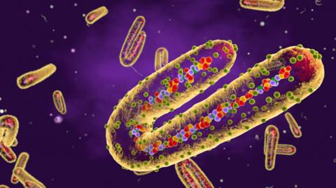 Marburg virus, cut-away illustration