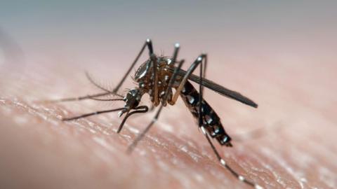 A mosquito sits on a person's hand, ready to take a blood meal