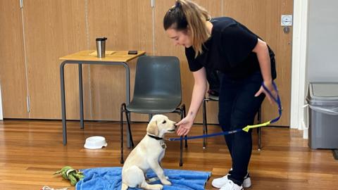 A puppy being spoken to by a trainer