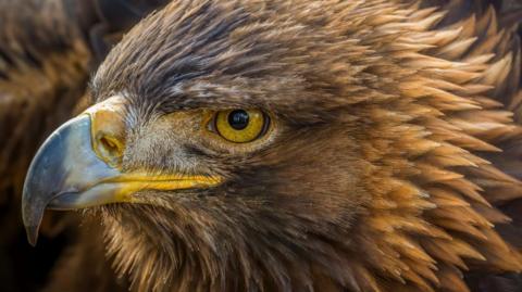 A close-up of a golden eagle's head. The bird is looking left.