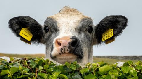 The head of a black and white cow popping up from behind a hedge