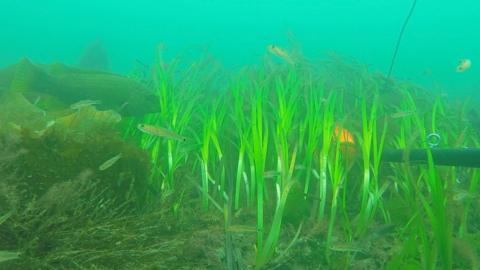 Underwater. There are tall green leaves of seaweed and some shorter seaweed covering the sea floor. There are lots of small fish which are pale yellow and have black spots on their tails and there is a larger fish with yellow spots on its grey skin. A metal rod is sticking in to the seaweed and it has a metal eyelet on it and a thin rope attached which leads upwards.