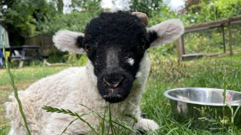 Jamie the lamb, relaxing on some grass