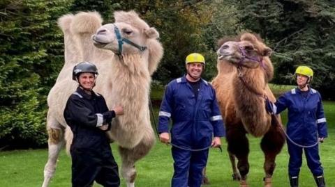 Two camels looking to the left as three firefighters in blue overalls and safety helmets stand alongside smiling