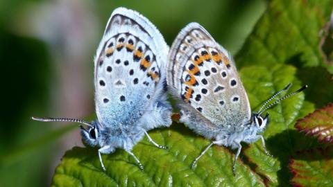 A close-up of two silver-studded blue butterflies on a green leaf. The butterflies are slighly blue in colour, with an orange stripe