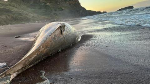 The body of a whale on Saltwick Bay,