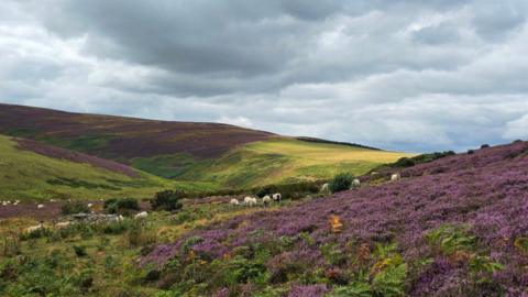 Grey clouds over a landscape of rolling hills and purple heather.
