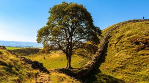 The tree pictured in sunnier weather with the wall stretching out beyond it