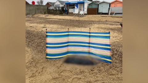 A dead seal on a beach at Walton-on-the-Naze. The seal is blurred out, and is surrounded by a striped windbreak. There is a cafe and some beach huts in the background.