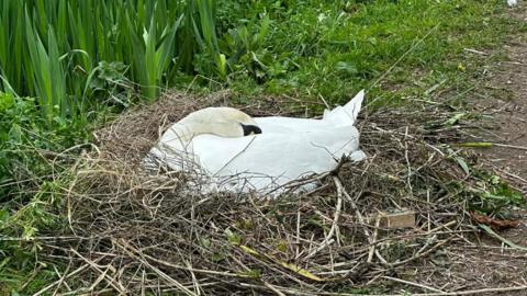 A swan sitting on its nest. It has its head tucked into its body. Green grass and reeds can be seen behind the swan, which is on the edge of a path.