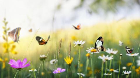 Orange butterflies in a field, with long grass and purple and yellow flowers. There is a blurred pale sky and a tree in the background.