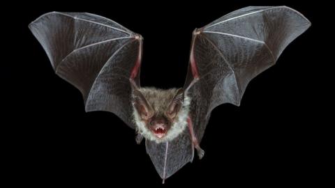 A bechstein´s bat with its mouth open on its acrobatic flight through the black night