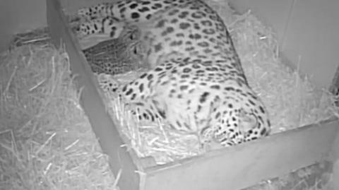 CCTV footage of a mum leopard with her cubs at the zoo. The image is in black and white because it has been captured on CCTV