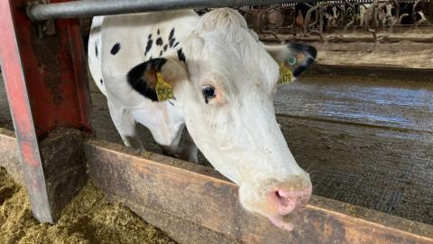 Cow looking at the camera