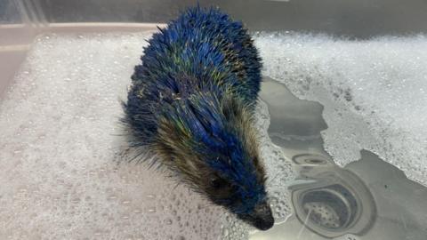 A small hedgehog with bright blue-dyed spines stands in a stainless-steel sink partially filled with water and white soap suds. The hedgehog's face is wet, and water droplets cling to its blue spines. A metal drain is visible beneath the water on the right side of the sink.