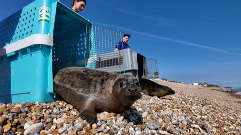 The two seal pups making their way down the stony beach at Hastings towards the sea. They have been released from a cage each - one is blue and one is grey.