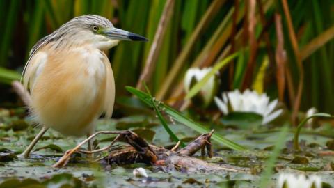 A squacco heron standing in shallow water among reeds and lily pads. The bird has pale buff plumage, a grey-streaked head and a long pointed beak. It is wading near vegetation and a white water flower.