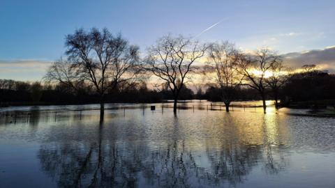 Four trees stand in flood water that has come up their trunks and also halfway up a fence that stands behind them. The sky is still blue with the setting sun creating a golden glow in the right-hand side of the picture. There is another row of trees on the horizon in the distance.