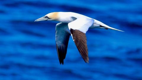 A gannet in flight