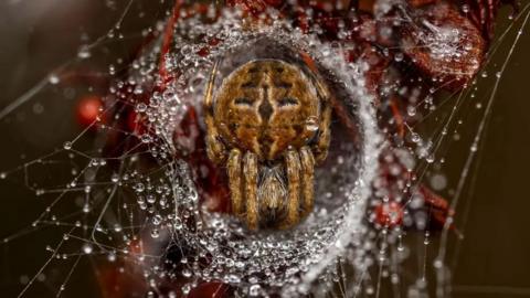 Orb weaver spider