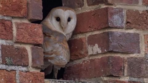 A barn owl sitting in an aperture in a brick wall. It has its back to the camera but its head is turned 180 degrees and it is looking straight at the lens.